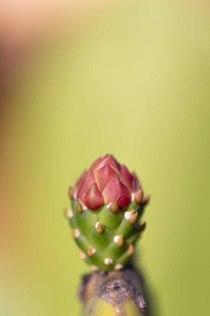Fleur de cactus rouge