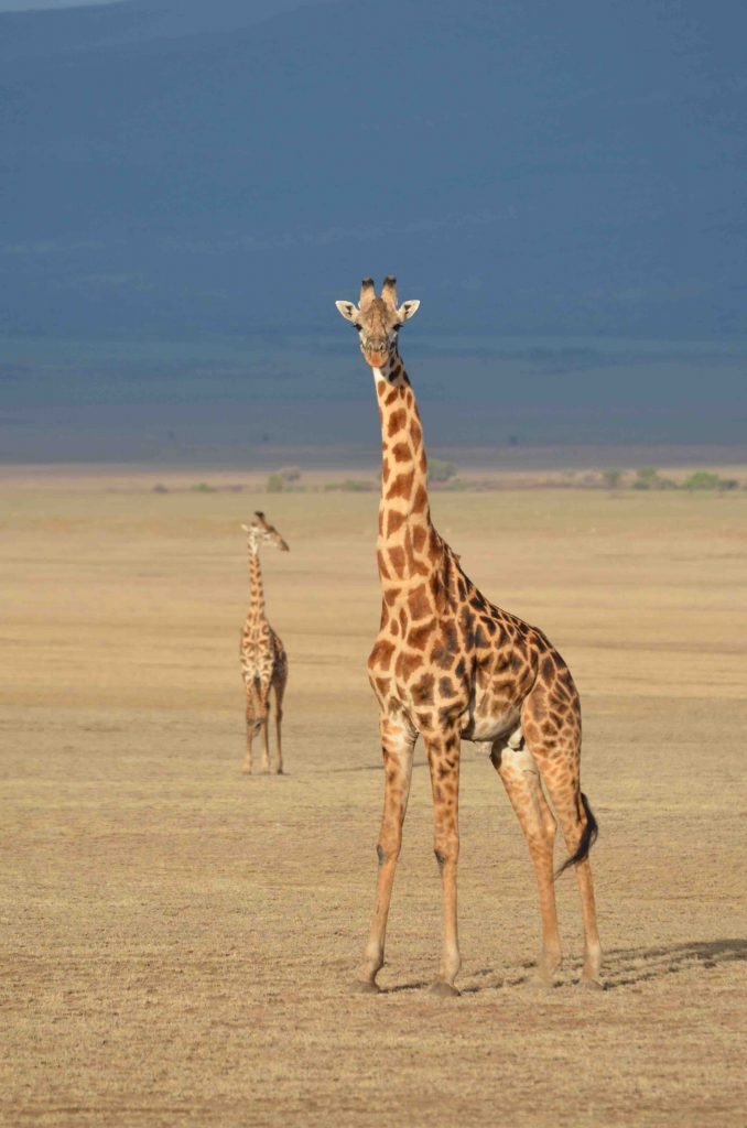 Girafe dans désert en Tanzanie