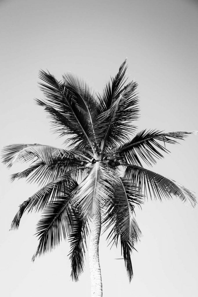 Palmier en noir et blanc