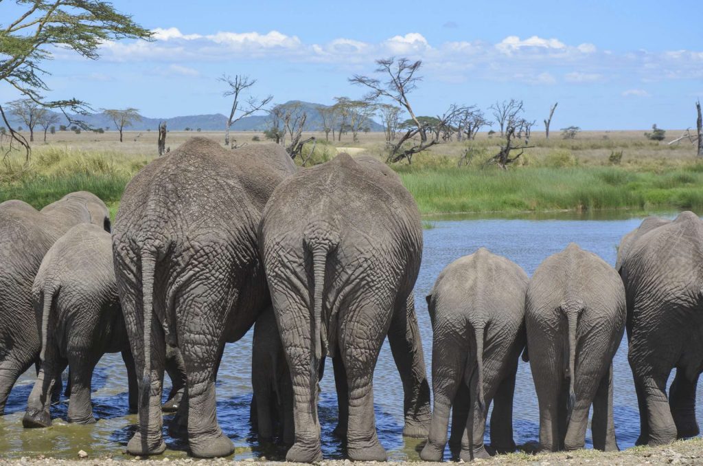 Elephants qui boivent en Tanzanie
