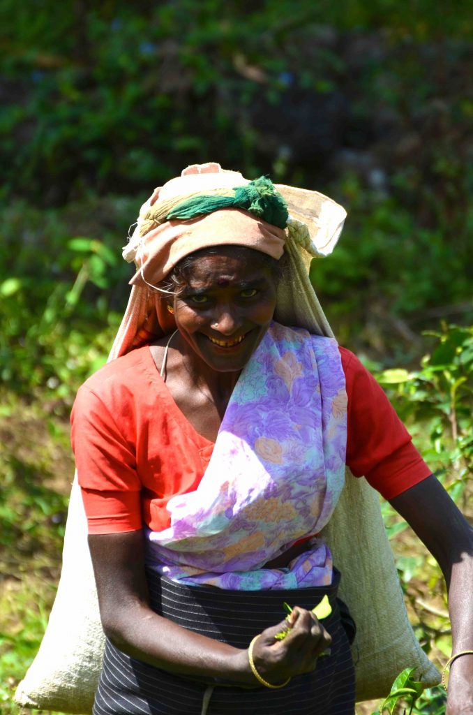 Cueilleuse de thé Sri Lanka
